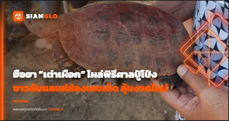 ฮือฮา “เต่าเผือก” โผล่พิธีศาลปู่โป่ง ชาวลับแลแห่ส่องเลขเด็ด ลุ้นงวดใหม่