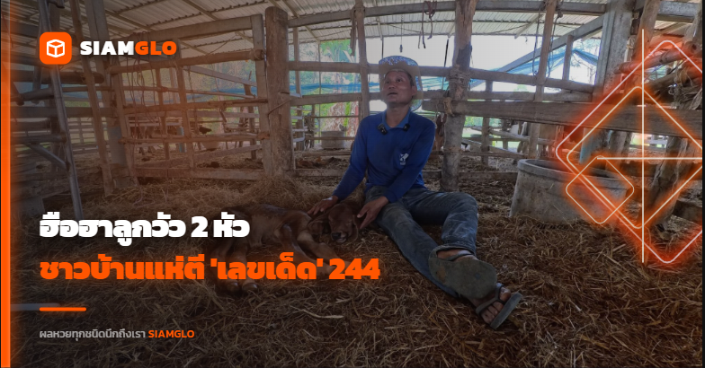 ฮือฮาลูกวัว 2 หัว! ชาวบ้านแห่ตี 'เลขเด็ด' 244