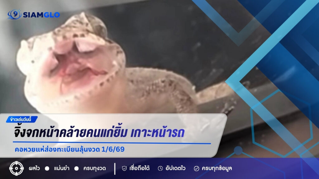 ฮือฮา! จิ้งจกหน้าคล้ายคนแก่ยิ้ม เกาะหน้ารถไม่ยอมไป คอหวยแห่ส่องทะเบียนลุ้นงวด 1/6/69