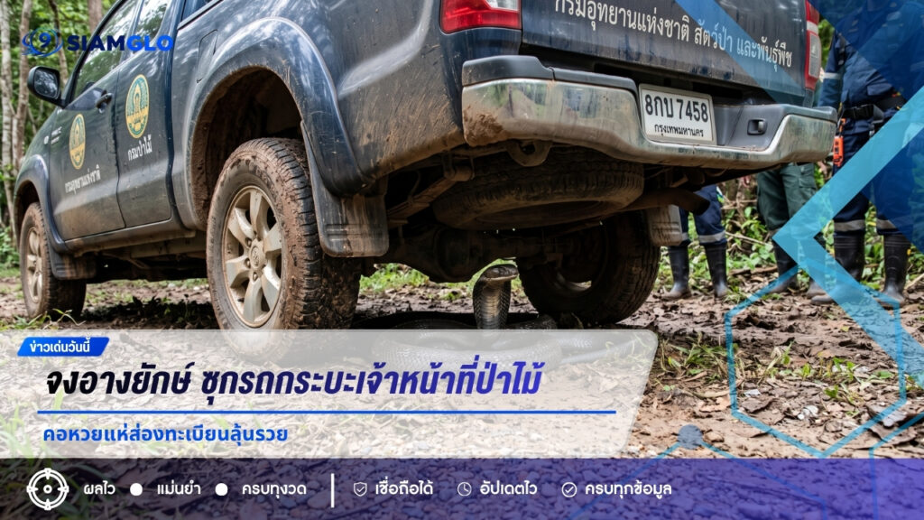 ขนลุกซู่! จงอางยักษ์ 10 กิโลฯ ซุกรถกระบะเจ้าหน้าที่ป่าไม้ คอหวยแห่ส่องทะเบียนลุ้นรวย