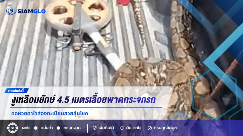 ระทึก! งูเหลือมยักษ์ 4.5 เมตรเลื้อยพาดกระจกรถ อบต. คอหวยตาไวส่องทะเบียนสวยลุ้นโชค
