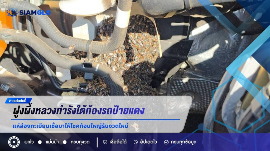 ขนลุกซู่! ฝูงผึ้งหลวงทำรังใต้ท้องรถป้ายแดง แห่ส่องทะเบียนเชื่อมาให้โชคก้อนใหญ่รับงวดใหม่