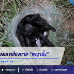 คอหวยแห่ส่องเลขเสี่ยงทาย “พญาบึ้ง” จ.อ่างทอง ได้เลข 3 ตัว ลุ้นโชคงวด 16 ก.ค. 69