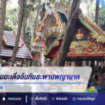 คอหวยแห่ส่องเลขต้นมะเดื่อล้มทับสะพานพญานาค คำชะโนด ลุ้นโชคงวด 16/7/69