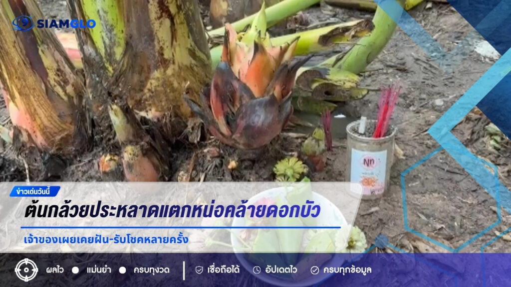 คอหวยฮือฮา! ต้นกล้วยประหลาดแตกหน่อคล้ายดอกบัว เจ้าของเผยเคยฝัน-รับโชคหลายครั้ง