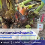 คอหวยฮือฮา! ต้นกล้วยประหลาดแตกหน่อคล้ายดอกบัว เจ้าของเผยเคยฝัน-รับโชคหลายครั้ง