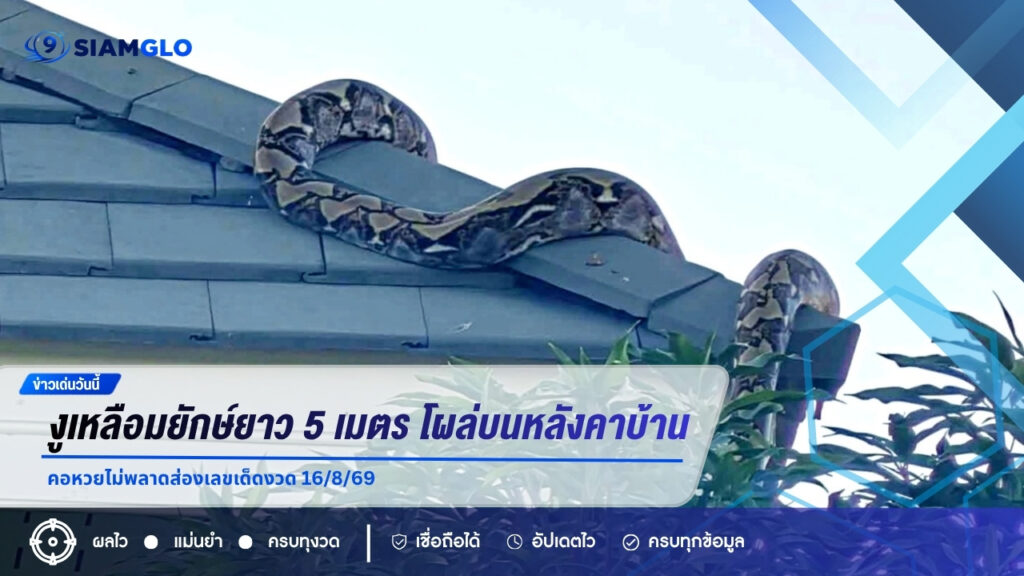 งูเหลือมยักษ์ยาวกว่า 5 เมตร โผล่บนหลังคาบ้าน คอหวยไม่พลาดส่องเลขเด็ดงวด 16/8/69