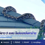 งูเหลือมยักษ์ยาวกว่า 5 เมตร โผล่บนหลังคาบ้าน คอหวยไม่พลาดส่องเลขเด็ดงวด 16/8/69