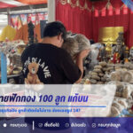 นักธุรกิจพาครอบครัวถวายฟักทอง 100 ลูก แก้บน “ปู่ฤาษีพรหมเมศ” หลังธุรกิจปัง ลูกค้าติดต่อไม่ขาด ส่องเลขธูป 147 ลุ้นงวด 1 ก.ย. 69
