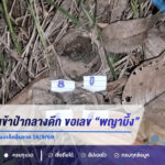 นักเสี่ยงโชคเข้าป่ากลางดึก ขอเลข “พญาบึ้ง” รอลุ้นกว่า 1 ชั่วโมง ได้เลขเด็ดลุ้นงวด 16/9/69