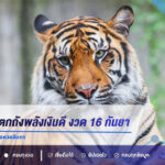 เลขเด็ดเสือตกถังพลังเงินดี งวด 16 กันยายน 2569 เลขเด่น 2 เลขรอง 9 คอหวยจับตา