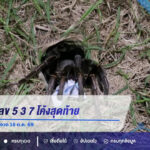พญาบึ้งให้เลข 5 3 7 โค้งสุดท้ายคอหวยอ่างทองลุ้นโชคงวด 16 ต.ค. 69