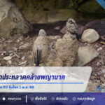 พบจอมปลวกประหลาดคล้ายพญานาคหน้า “ถ้ำอีเจีย” จุดธูปเจอเลข 00 ลุ้นโชค 1 พ.ย. 69